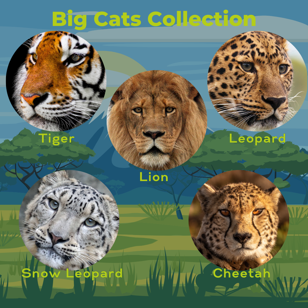 The Majesty of the Felines: Discover Through Our Exclusive Apparel