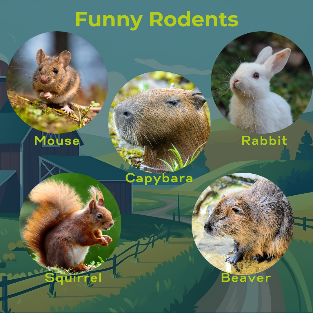 Funny rodents