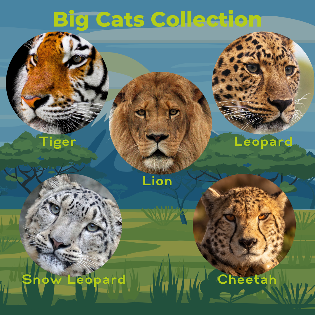 Big Cats